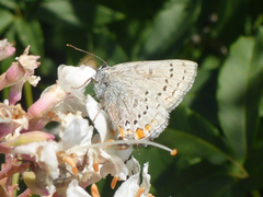 Satyrium californica