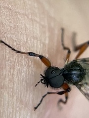 Bibio xanthopus