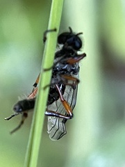 Bibio xanthopus