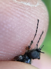 Bibio xanthopus