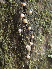 Parachnopeziza miniopsis