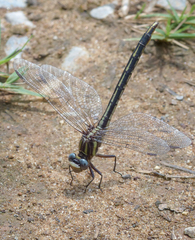 Phanogomphus oklahomensis