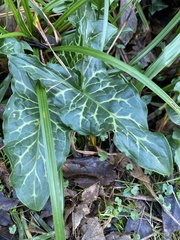 Arum italicum