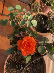 Rosa