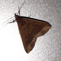 Coremagnatha orionalis