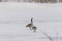 Branta canadensis