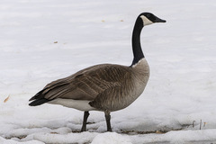 Branta canadensis