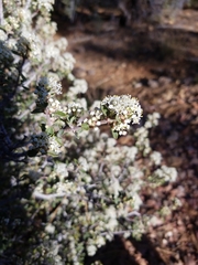 Ceanothus perplexans