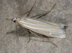 Eufernaldia cadarellus