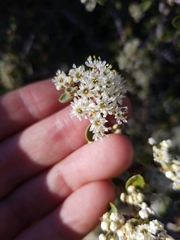 Ceanothus perplexans