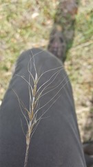 Elymus multisetus