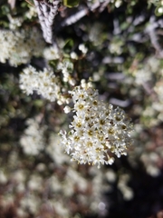 Ceanothus perplexans
