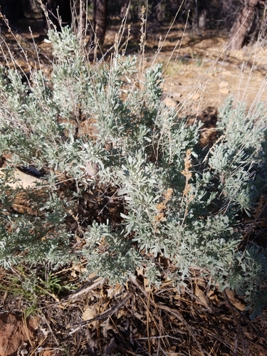 Big Sagebrush foliage