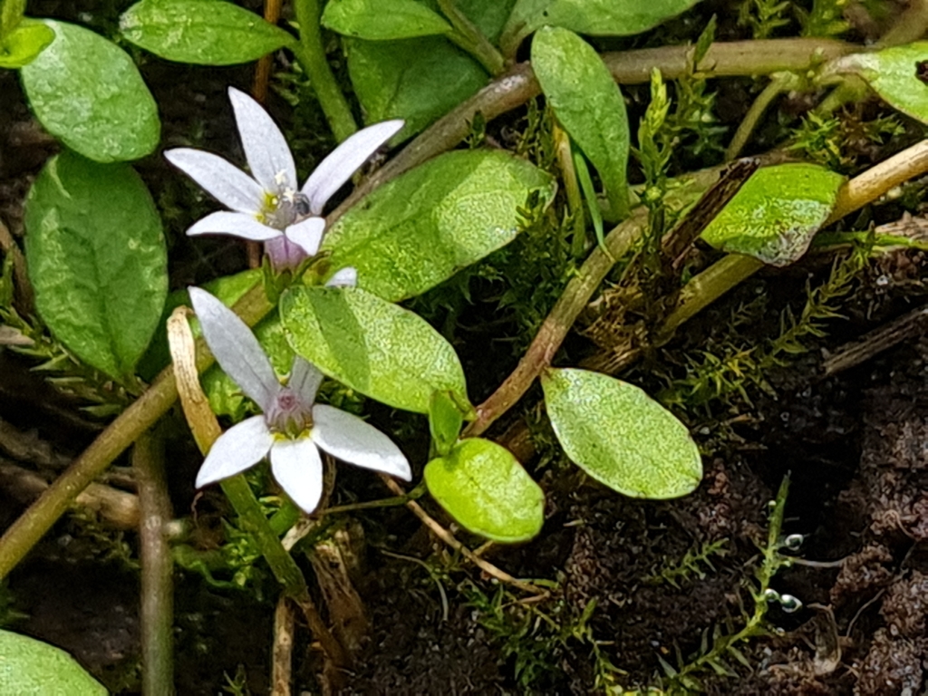 Lobelia fatiscens