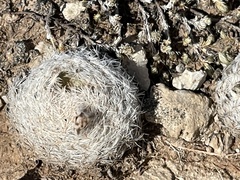 Mammillaria lasiacantha