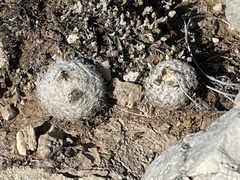 Mammillaria lasiacantha