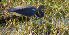 Egretta tricolor image