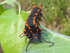 Battus philenor hirsuta