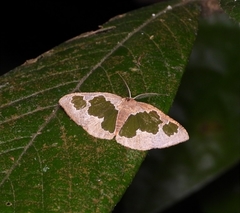 Celenna festivaria
