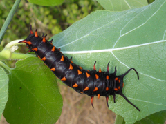 Battus philenor hirsuta