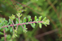 Persoonia hirsuta evoluta