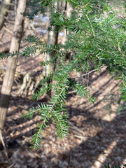 Tsuga canadensis