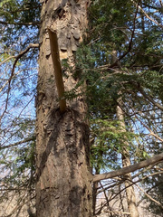 Tsuga canadensis