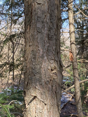 Tsuga canadensis