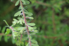 Persoonia hirsuta evoluta