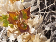 Ambrosia ilicifolia