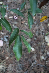 Quercus laurina