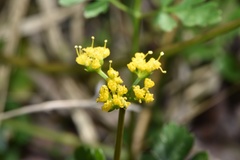 Tauschia texana