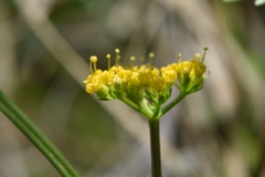 Tauschia texana