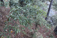 Quercus laurina