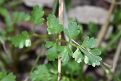 Tauschia texana