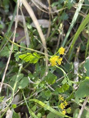 Tauschia texana