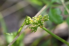Tauschia texana