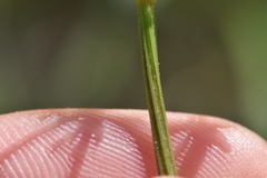 Tauschia texana