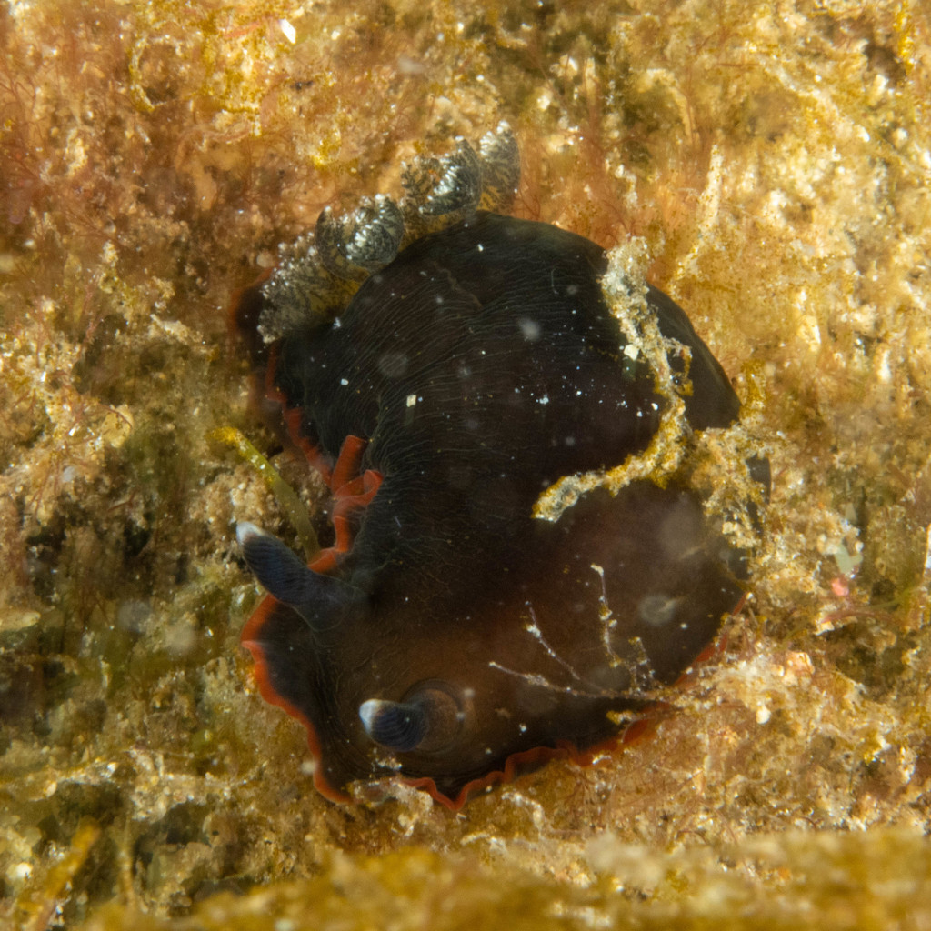 Bushy-gilled Sucking Dorid
