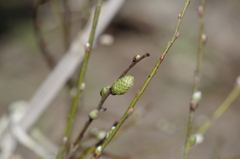 Salix repens repens