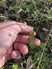 Tauschia texana