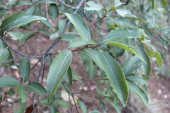 Quercus laurina
