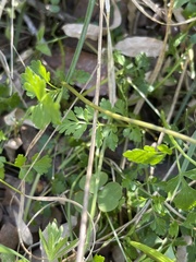 Tauschia texana