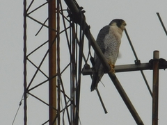 Falco peregrinus