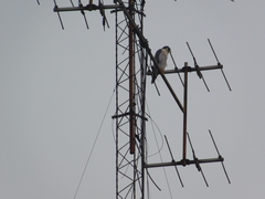 Falco peregrinus