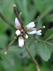 Cardamine glacialis