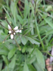 Cardamine glacialis