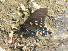 Battus philenor hirsuta