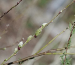 Salix repens repens