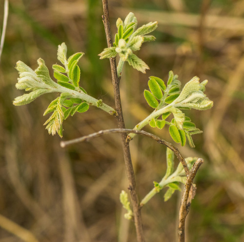 leadplant